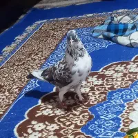 کبوتر سور هفت رنگ