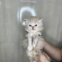 گربه نژاد دار