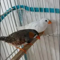 یک جفت فنچ نر و ماده تخم گذار