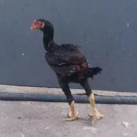 خروس لاری