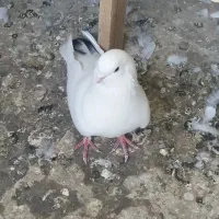 نر و ماده تو دم دار عتیقه