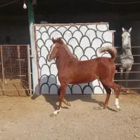 پانسیون اسب