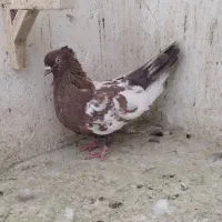 کفتر رنگی،بوم،شهرستانی 11تا