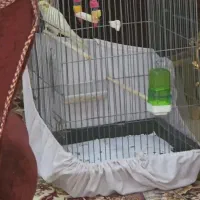 عروس هلندی نر سخنگو