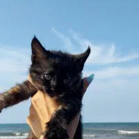 بچه گربه