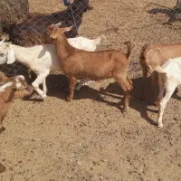 بزغاله ۸ماه سانن از نسل مادران شیر ده ۳کیلو بالا