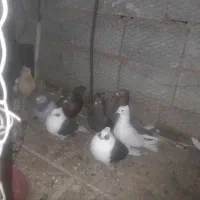 ده عددکبوتر فروشی