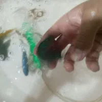ماهی فلاور سیچیلاید ماکرو جوعل