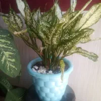 گل های خانگی