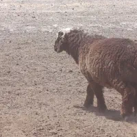 سه عدد بره نر