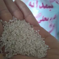 برنج نیمدانه طارم محلی
