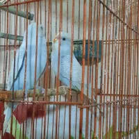 اهوازشیبان