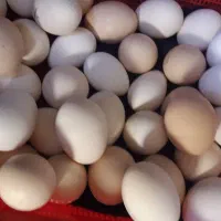 تخم مرغ گپی وریشو