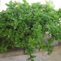فروش گل ناز و کاکتوس