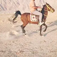 اسب،مادیان