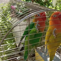 جفت جوجه بریزیلی