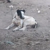سگ نگهبان