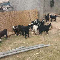 بازدید شباب باغله