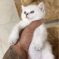گربه بریتیش صورت خرسی