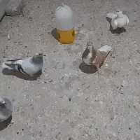 کبوتر  جفت و جوجه