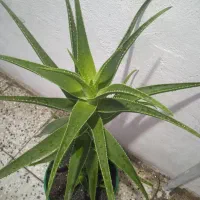 گل بزرگ