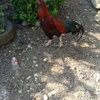 خروس لاری افغان