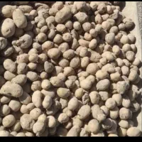 گوسفندی وگاوی سیب زمینی50تنی برای شترمرغ