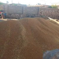 جو پر بر داشت گندم بزری دهدشت دیم پر برداشتترینها