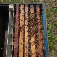 تعداد  ۵ عدد زنبور و کندو  ۶ قاب و ۷ قاب فول