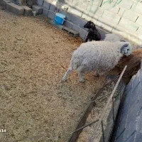 بره نر کوهبنان