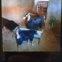 بز جوان با بازغاله