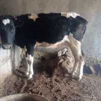 گاو هلند اصل