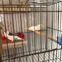 فنچ مولد|پرنده|رشت, بوسار|دیوار