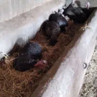 بوقلمون کرک