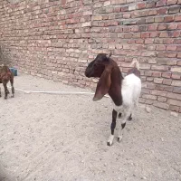 گوسفندمری یک عدد چتی ماده 5ماهه