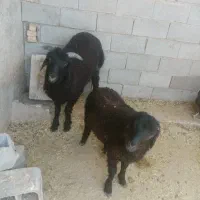 بره نر