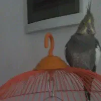 گمشده