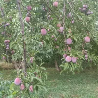 آلو|خوردنی و آشامیدنی|ترکمانچای, |دیوار