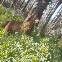 اسب کورسی