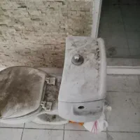 فرنگی سالم