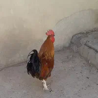 فروش خروس محلی و نژاد دار