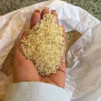 برنج چمپا و فجر