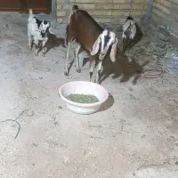 کولار  همراه با ۲عدد کهره