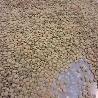 عدس تازه امسال عمده