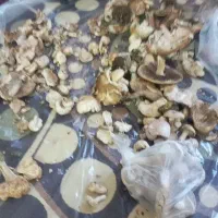 قارچ کوهی