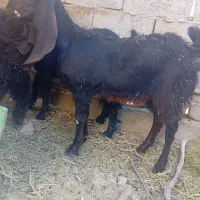 کهره مری لنگ جمل