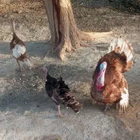 سه عدد بوقلمون سالم و سرحال یه نر و دوعدد ماده