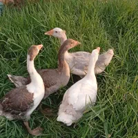غاز سه ماهه