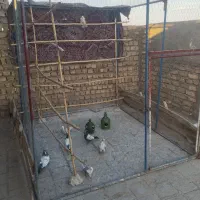 تور بند. قفس.
