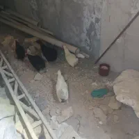 مرغ سیاه